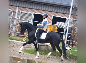 KWPN, Stute, 4 Jahre, 166 cm, Rappe