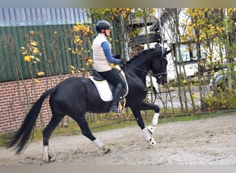 KWPN, Stute, 4 Jahre, 166 cm, Rappe