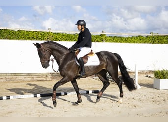 KWPN, Stute, 4 Jahre, 166 cm, Rappe