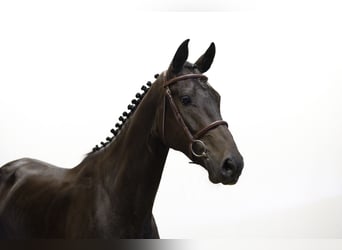 KWPN, Stute, 4 Jahre, 166 cm, Rappe