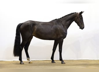 KWPN, Stute, 4 Jahre, 166 cm, Rappe