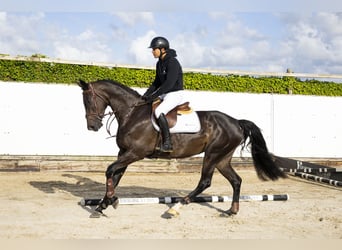 KWPN, Stute, 4 Jahre, 166 cm, Rappe