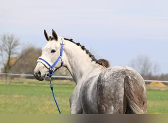 KWPN, Stute, 4 Jahre, 166 cm, Schimmel