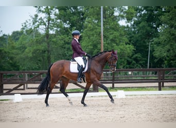 KWPN, Stute, 4 Jahre, 167 cm, Brauner