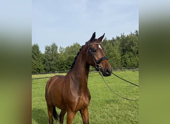 KWPN, Stute, 4 Jahre, 167 cm, Brauner