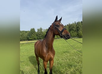KWPN, Stute, 4 Jahre, 167 cm, Brauner