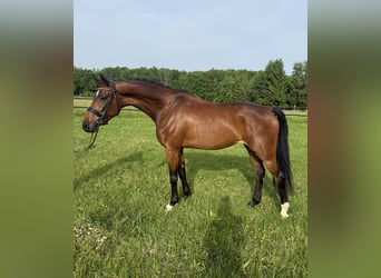 KWPN, Stute, 4 Jahre, 167 cm, Brauner