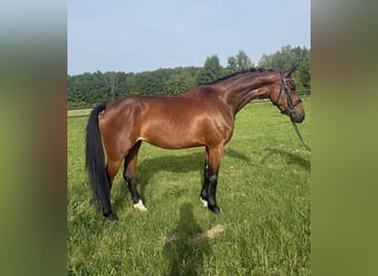 KWPN, Stute, 4 Jahre, 167 cm, Brauner