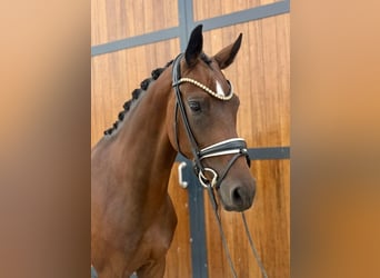 KWPN, Stute, 4 Jahre, 167 cm, Brauner