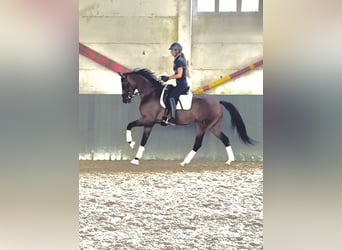 KWPN, Stute, 4 Jahre, 167 cm, Brauner