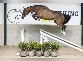 KWPN, Stute, 4 Jahre, 167 cm, Brauner