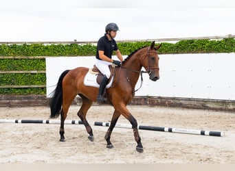 KWPN, Stute, 4 Jahre, 167 cm, Brauner