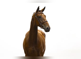 KWPN, Stute, 4 Jahre, 167 cm, Brauner