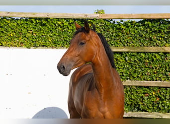 KWPN, Stute, 4 Jahre, 167 cm, Brauner