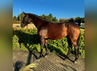 KWPN, Stute, 4 Jahre, 167 cm, Dunkelbrauner