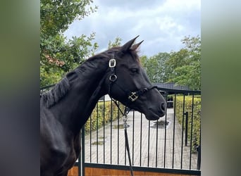 KWPN, Stute, 4 Jahre, 167 cm, Rappe
