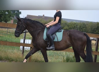 KWPN, Stute, 4 Jahre, 167 cm, Rappe