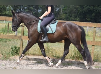 KWPN, Stute, 4 Jahre, 167 cm, Rappe