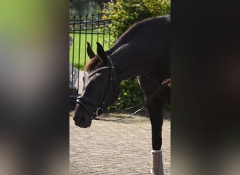 KWPN, Stute, 4 Jahre, 167 cm, Rappe