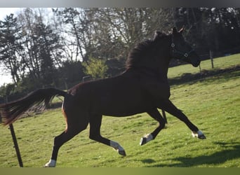 KWPN, Stute, 4 Jahre, 167 cm, Rappe