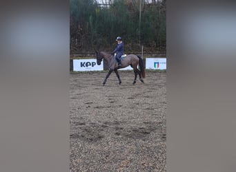KWPN, Stute, 4 Jahre, 167 cm, Rappe