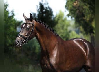 KWPN, Stute, 4 Jahre, 167 cm, Schwarzbrauner