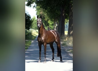KWPN, Stute, 4 Jahre, 167 cm, Schwarzbrauner