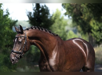 KWPN, Stute, 4 Jahre, 167 cm, Schwarzbrauner