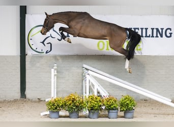 KWPN, Stute, 4 Jahre, 167 cm