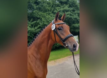 KWPN, Stute, 4 Jahre, 168 cm, Brauner