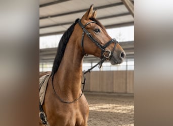 KWPN, Stute, 4 Jahre, 168 cm, Brauner
