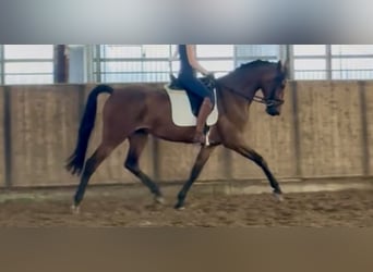 KWPN, Stute, 4 Jahre, 168 cm, Brauner