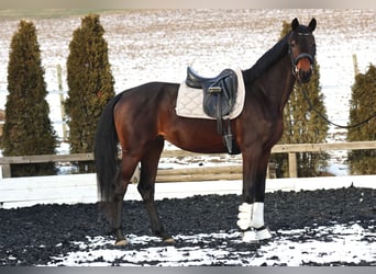 KWPN, Stute, 4 Jahre, 168 cm, Brauner