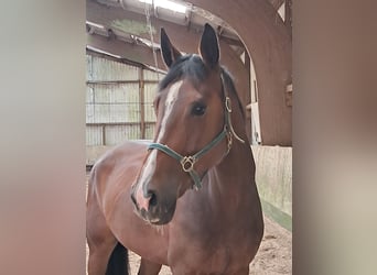 KWPN, Stute, 4 Jahre, 168 cm, Brauner