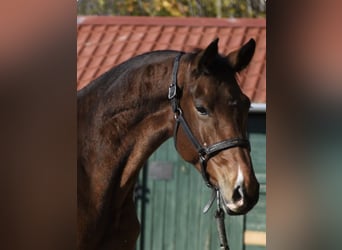 KWPN, Stute, 4 Jahre, 168 cm, Brauner