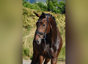 KWPN, Stute, 4 Jahre, 168 cm, Dunkelbrauner