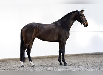 KWPN, Stute, 4 Jahre, 168 cm, Dunkelbrauner