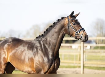KWPN, Stute, 4 Jahre, 168 cm, Dunkelbrauner