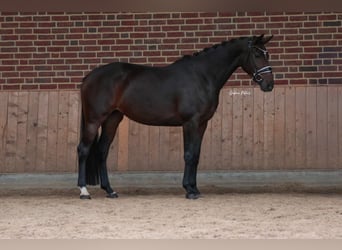 KWPN, Stute, 4 Jahre, 168 cm, Dunkelbrauner