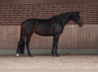 KWPN, Stute, 4 Jahre, 168 cm, Dunkelbrauner