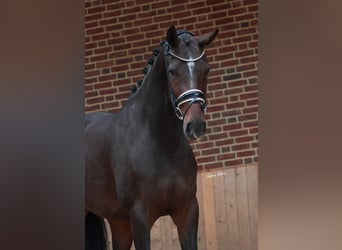 KWPN, Stute, 4 Jahre, 168 cm, Dunkelbrauner