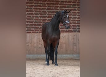 KWPN, Stute, 4 Jahre, 168 cm, Dunkelbrauner
