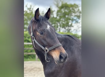 KWPN, Stute, 4 Jahre, 168 cm, Dunkelbrauner