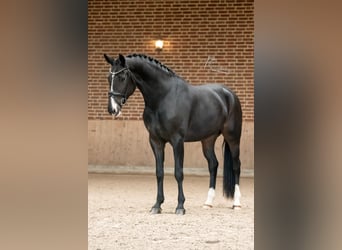KWPN, Stute, 4 Jahre, 168 cm, Dunkelbrauner