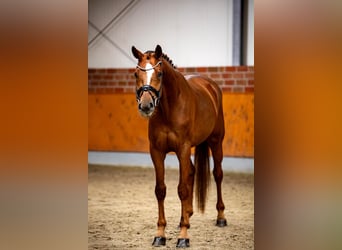 KWPN, Stute, 4 Jahre, 168 cm, Fuchs
