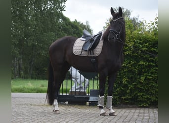 KWPN, Stute, 4 Jahre, 168 cm, Rappe