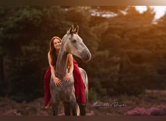 KWPN, Stute, 4 Jahre, 168 cm, Schimmel