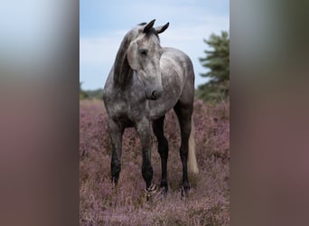 KWPN, Stute, 4 Jahre, 168 cm, Schimmel