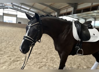 KWPN, Stute, 4 Jahre, 168 cm, Schwarzbrauner