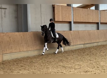 KWPN, Stute, 4 Jahre, 168 cm, Schwarzbrauner